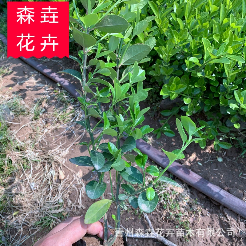 Саженцы зимней зелени, саженцы для посадки в северных питомниках, морозо- и засухоустойчивые вечнозеленые саженцы зимней зелени оптом