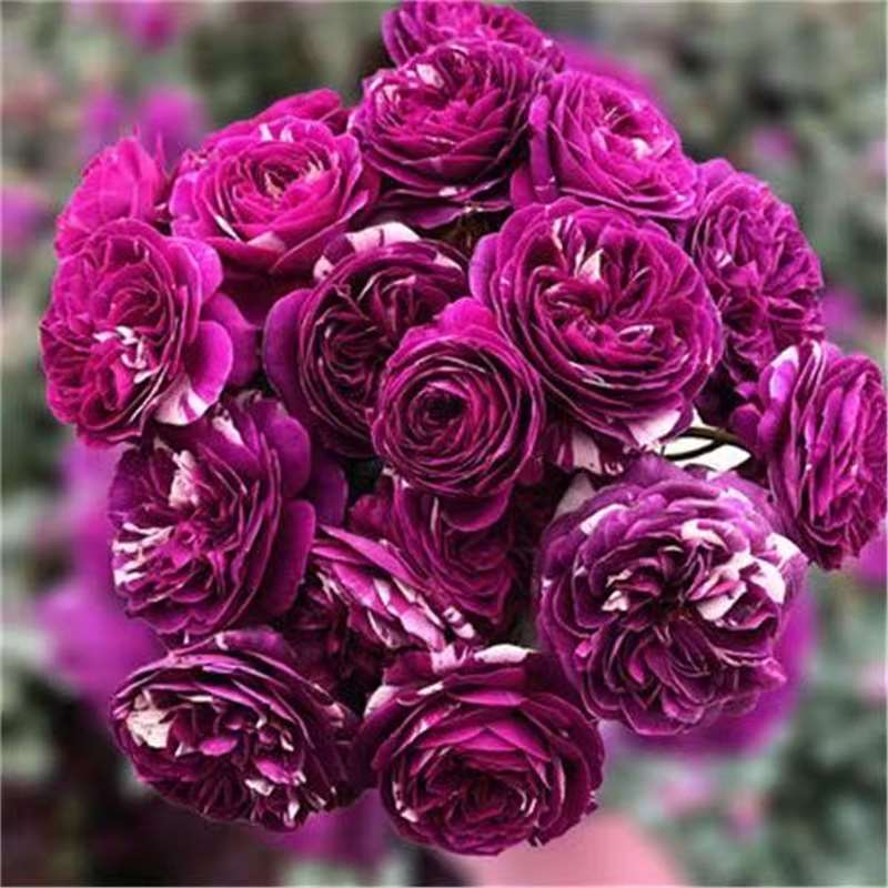 四季咲きのバラの花苗、特大の花つる苗、屋内外のバルコニー鉢植えバラ|undefined