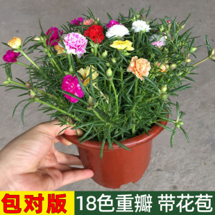 �����ذ�̫ꖻ�������󻨻��ļ��_���玧���������޸��R�XҒ֦�l