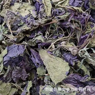 紫蘇葉紫蘇葉圖片 海量高清紫蘇葉紫蘇葉圖片大全 阿里巴巴