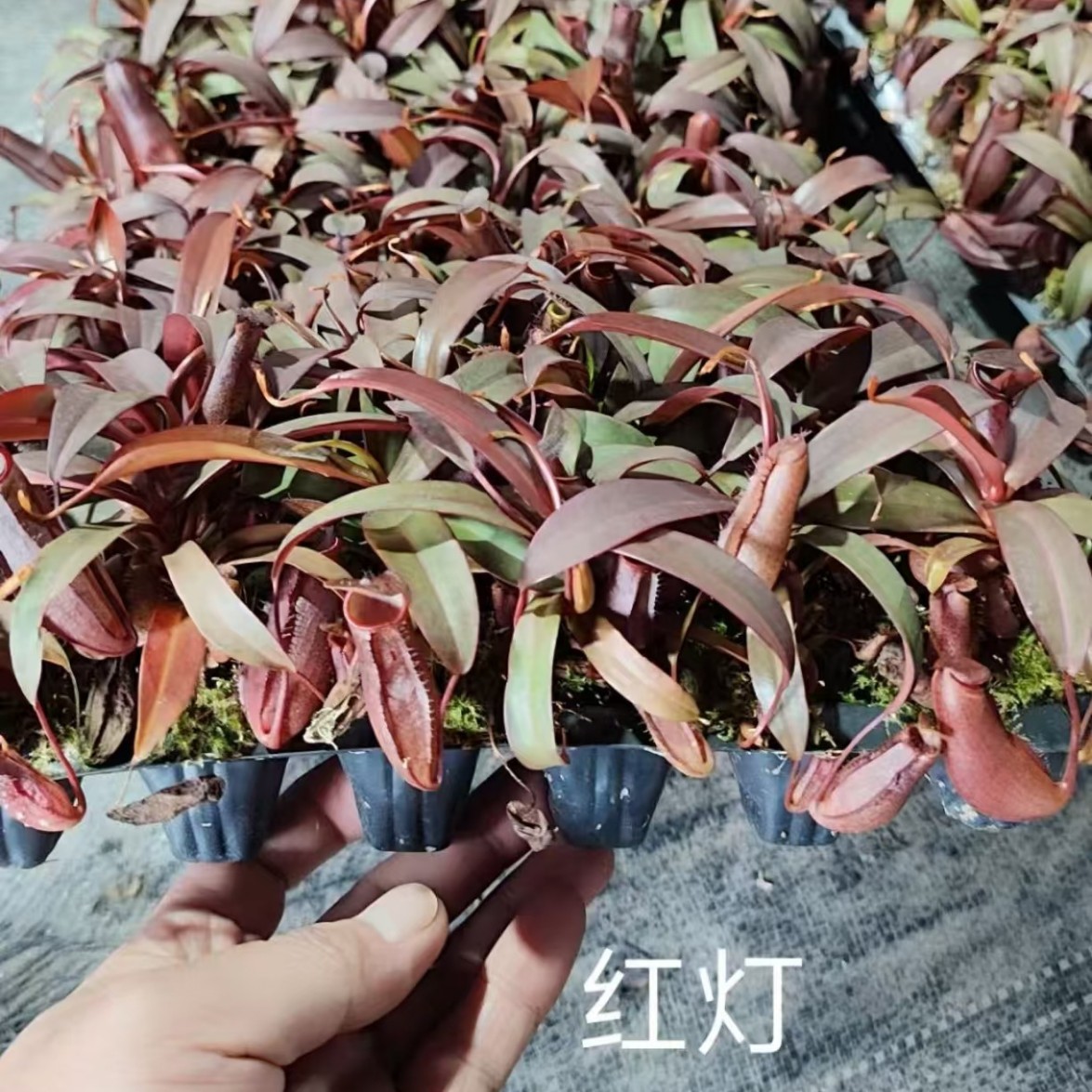 红灯猪笼草基地直销网红盆栽食虫草