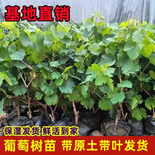 ���ј��m��޷�����������ꖹ�õ���ͺ��{��ʯ���Ϸ��Nֲ�������