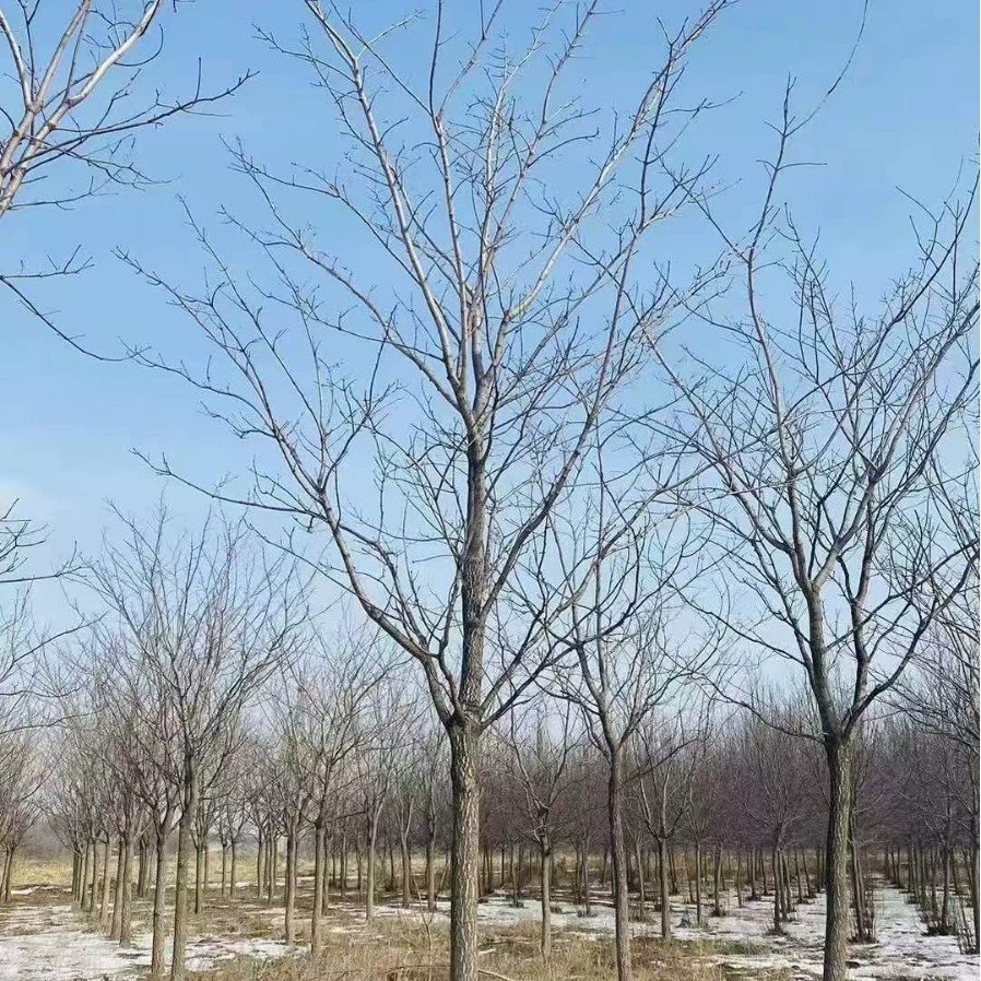 Оптовая продажа саженцев Phellodendron, местное название желтый ананас, Phellodendron, для дорожного и общественного озеленения