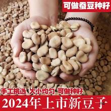2024新货干蚕豆 新鲜散装蚕豆5斤罗汉豆胡豆可做种籽炸生蚕豆种