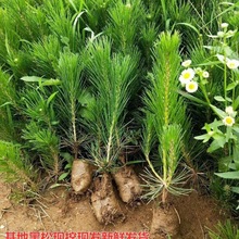 黑松树苗小苗盆栽地栽黑松盆景素材苗四季常青耐旱植物造型带土