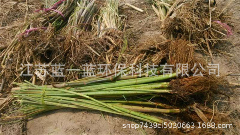 茭白高瓜菰笋菰手茭笋高笋基地直供各种水生植物承包种植养护-阿里巴巴