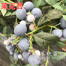 �R�����{ݮ����玧����������R�����{ݮ�����Ե����Ϸ������Nֲ