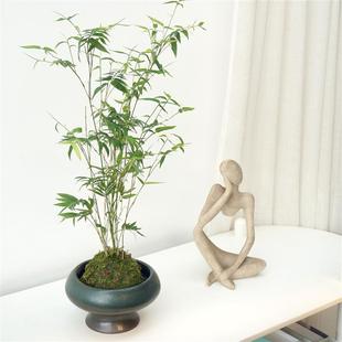 Rice Bamboo Moss Ball | Chinese Tea Room Courtyard Indoor Ornamental Bamboo Air Purifying Mini Pot