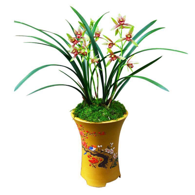 Special offer 8 Miao Name Guilan Flower Miao Yihong Shuangjiao…