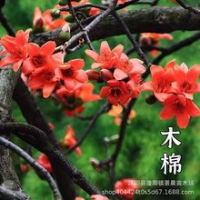 tľ޷N ľ޻N |ľ޻N Ӣۘ~ľN