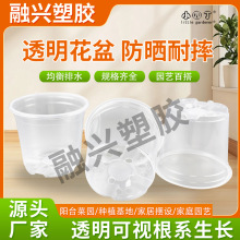 透明花盆透气塑料观根花盆透明荷花边花托透明钵控根盆透明花盆