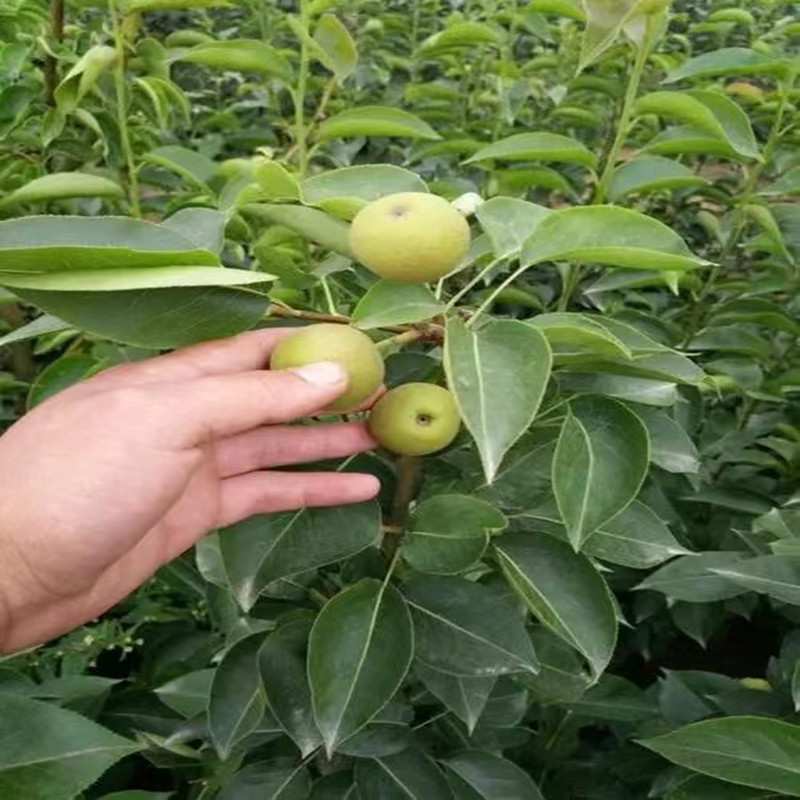 四川基地批发梨树苗 嫁接脆冠梨果苗木一年苗南方新品种果树苗