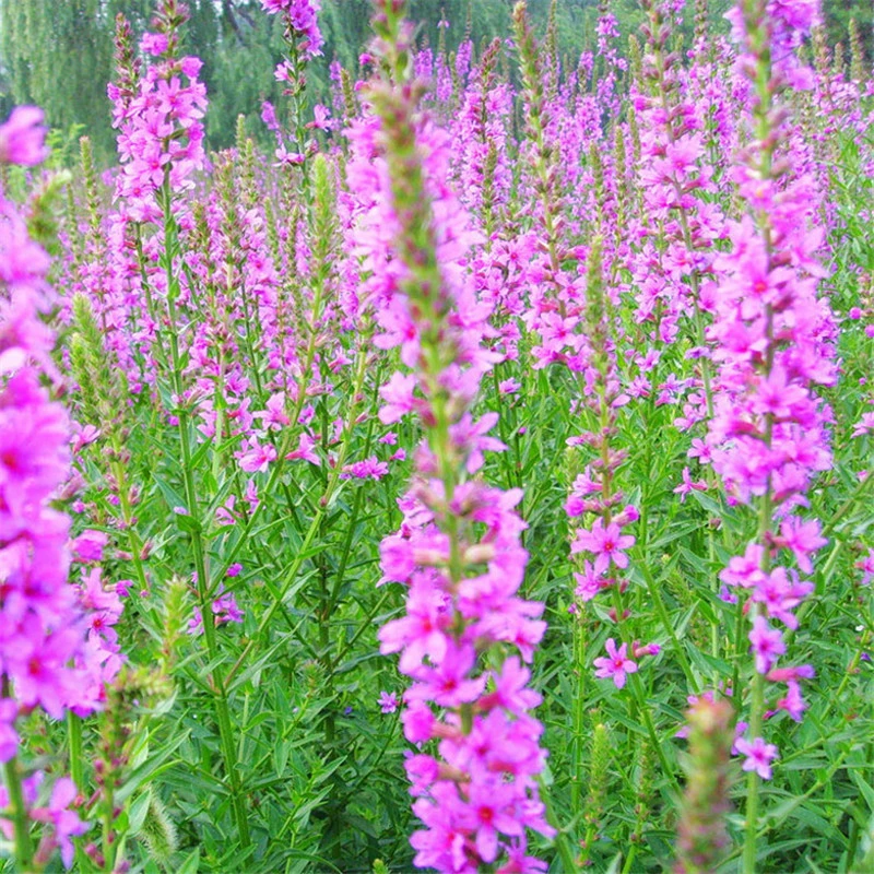 Корень ликрума Чашка рассады водно-болотных угодий проект озеленение водных растений легко выжить цветы пруд ивы водно-болотные прибрежные растения