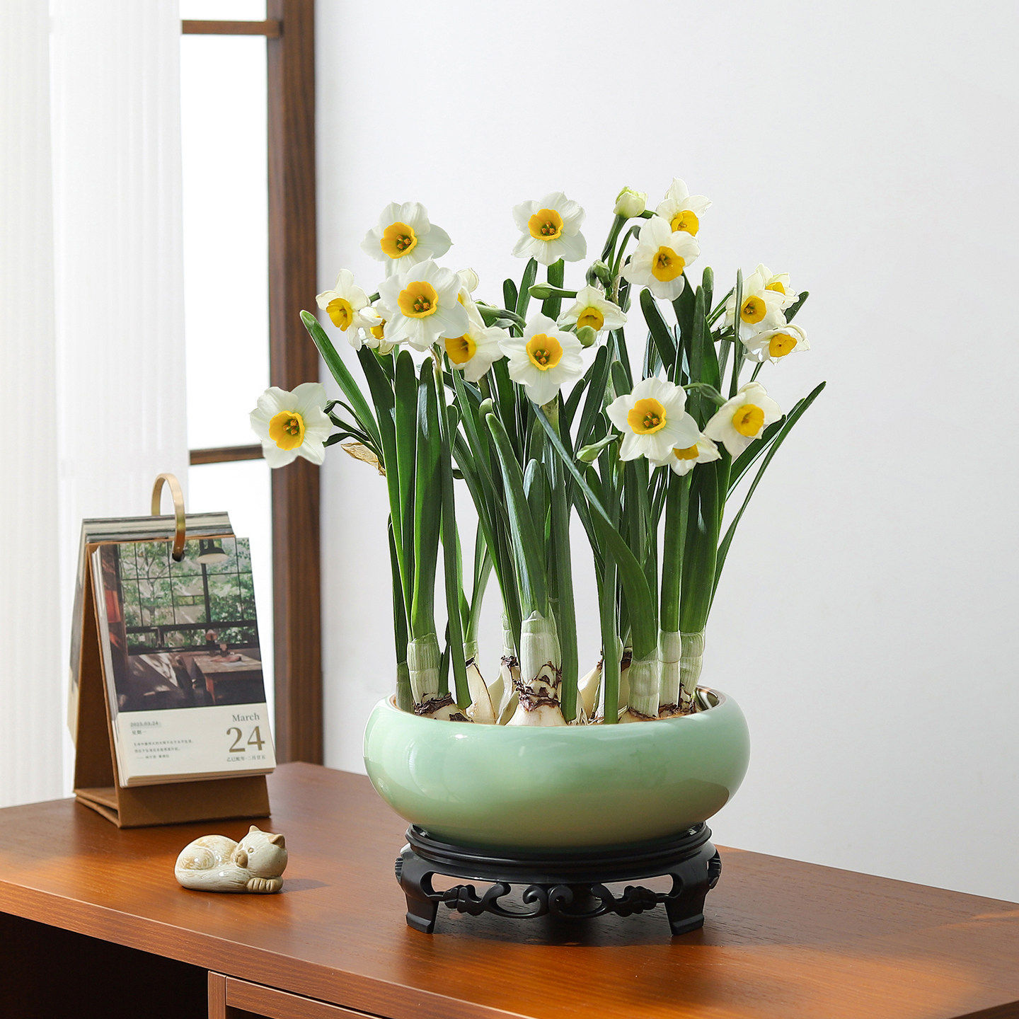 Narcissus - celadon pot - includes pvc tray