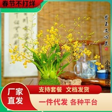 一件代发带花苞 黄梦香文心兰 苔藓球年宵花卉浓香型室内客厅花期