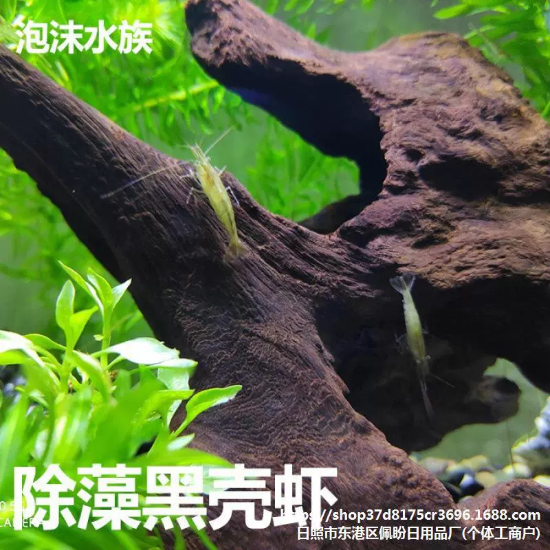 Декоративные креветки оптом, черные креветки в резервуаре, удаление водорослей, креветки, очистка пресноводного резервуара, креветки, ландшафтный дизайн аквариума, инструменты для аквариума, креветки