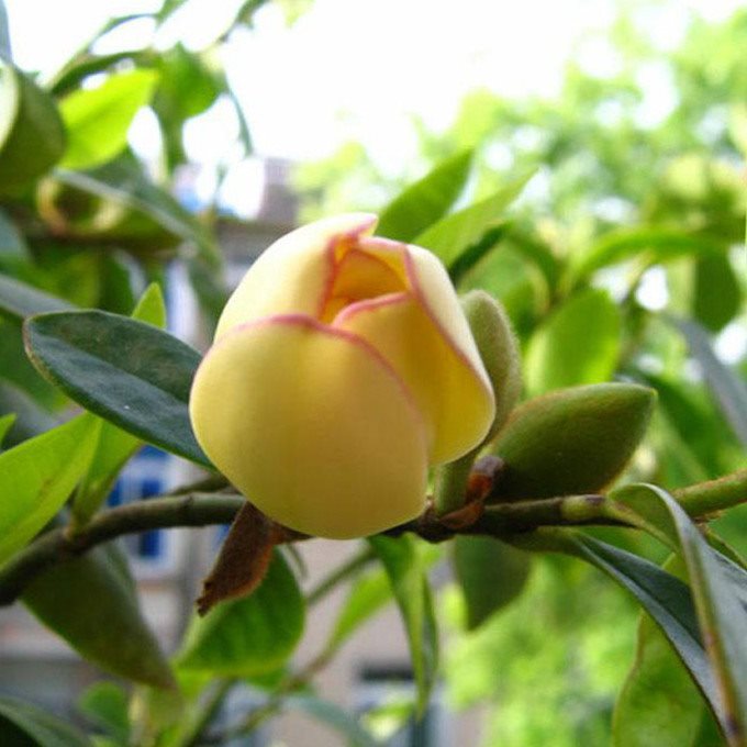 含笑花盆栽植物四季易活花卉室内好养花苗阳台净化空气浓香型树苗