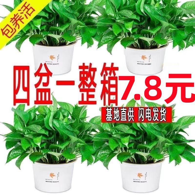 Green Radish Potted Green Basket Indoor Long Vine Plants Florals New House Air Purifying Green Plants Easy to Cultivate