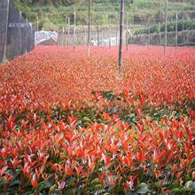 ����ֱ�N�t�~ʯ�  ���NҎ�� ���󃞻��е��G�h���� ���󃞻�