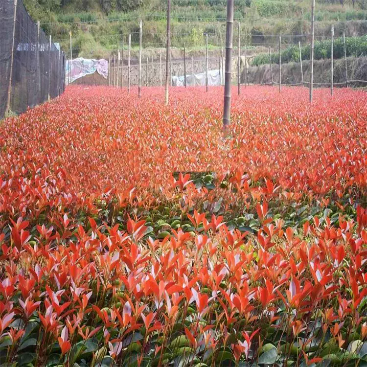 База прямых продаж Красного листа Хизер различные спецификации большое количество скидка дорожная изгородь вечнозеленая скидка на большое количество