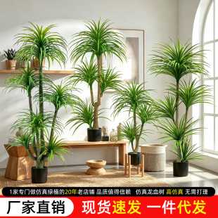 ��Ѫ�����Gֲ���ͷ���ֲ��Ҿ�����������l�ٻ���[���b��쾰