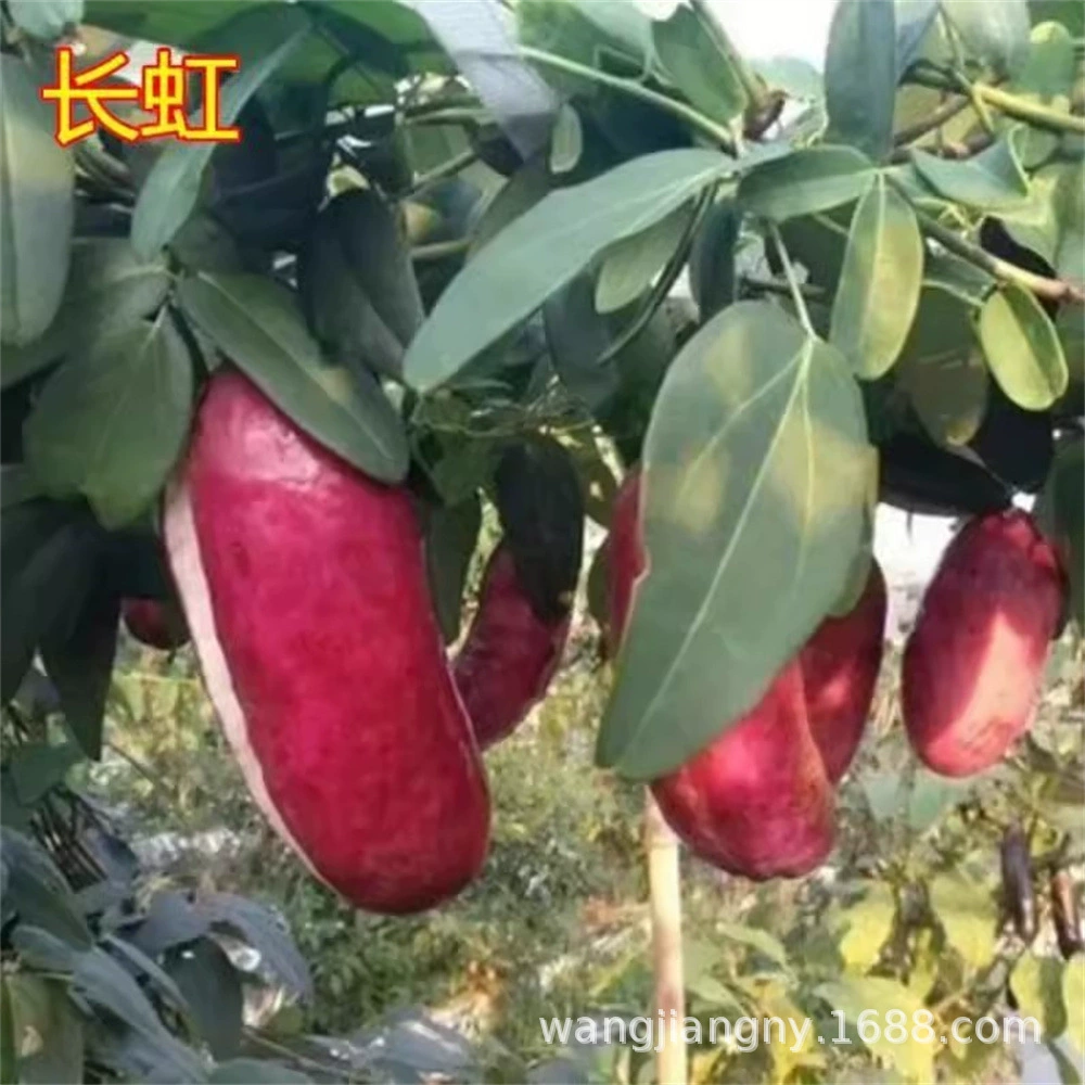 Сентябрь Желтый Без косточек Август Дыня Рассада Дикий банан Август Жареное вьющее растение Фруктовое дерево Четыре сезона Посадка Итоги года