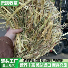 2026年澳洲燕麦草牛羊马牧草干动物园用草料