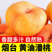 【顺丰包邮】新鲜山东黄金油蟠桃香甜多汁单果125g起当季现摘水果