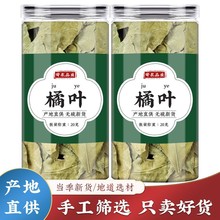 500g克橘叶金桔叶正品中药材新鲜干货橘子叶桔叶橘核橘络泡水喝的