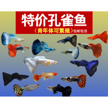 ��ȸ�~С�~�Ꭷ�~ȫ�N�������B�^�p�~С�͵�ˮ���R�~����~