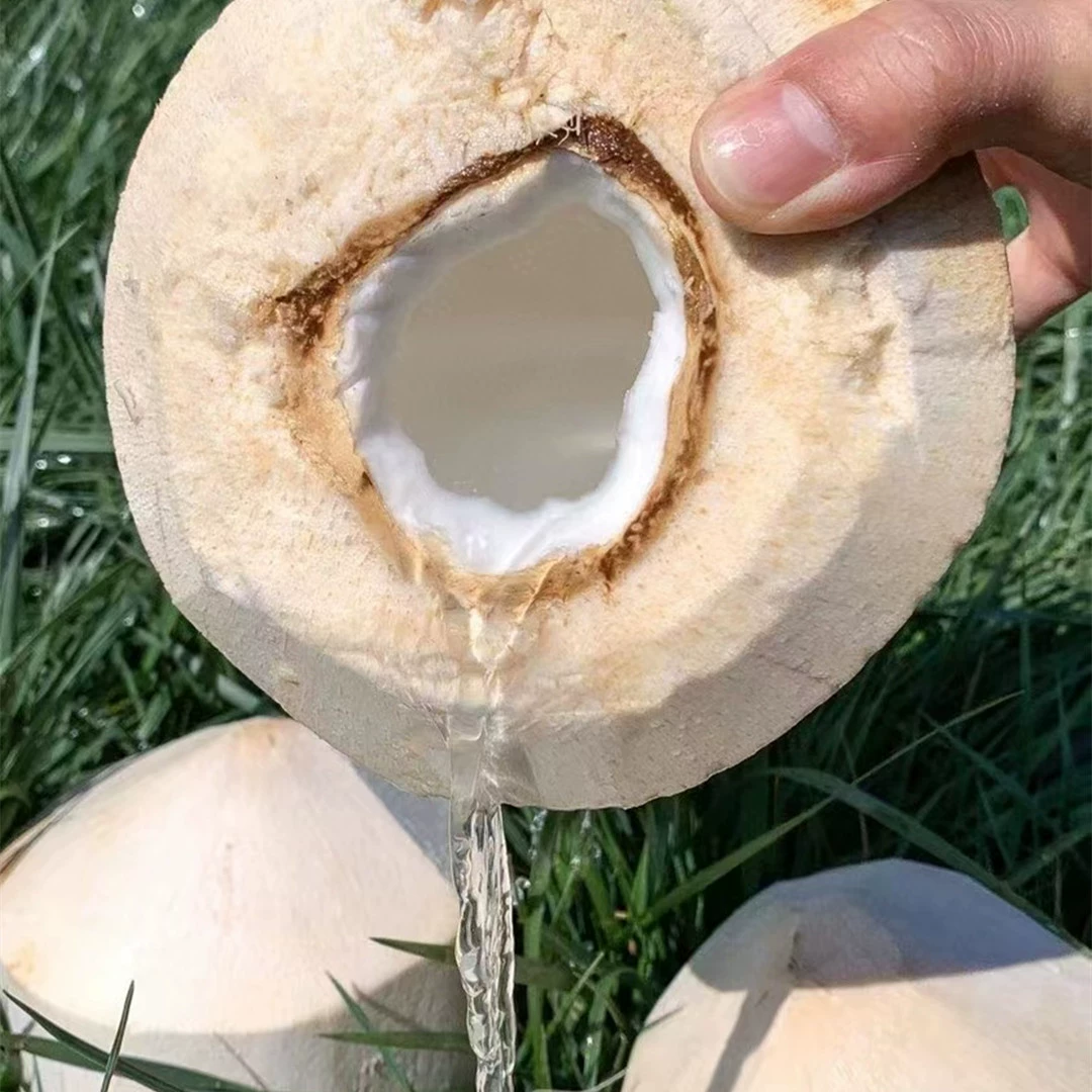 [Hainan Coconut Green] Свежее молоко Ароматное кокосовое молоко Сладкий старый кокос Не Тайский зеленый кокос 9 свежих фруктов