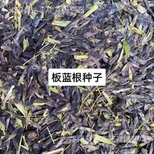 板蓝根种子批发十字花种子优质药材种子药用植物基地直发量大从优