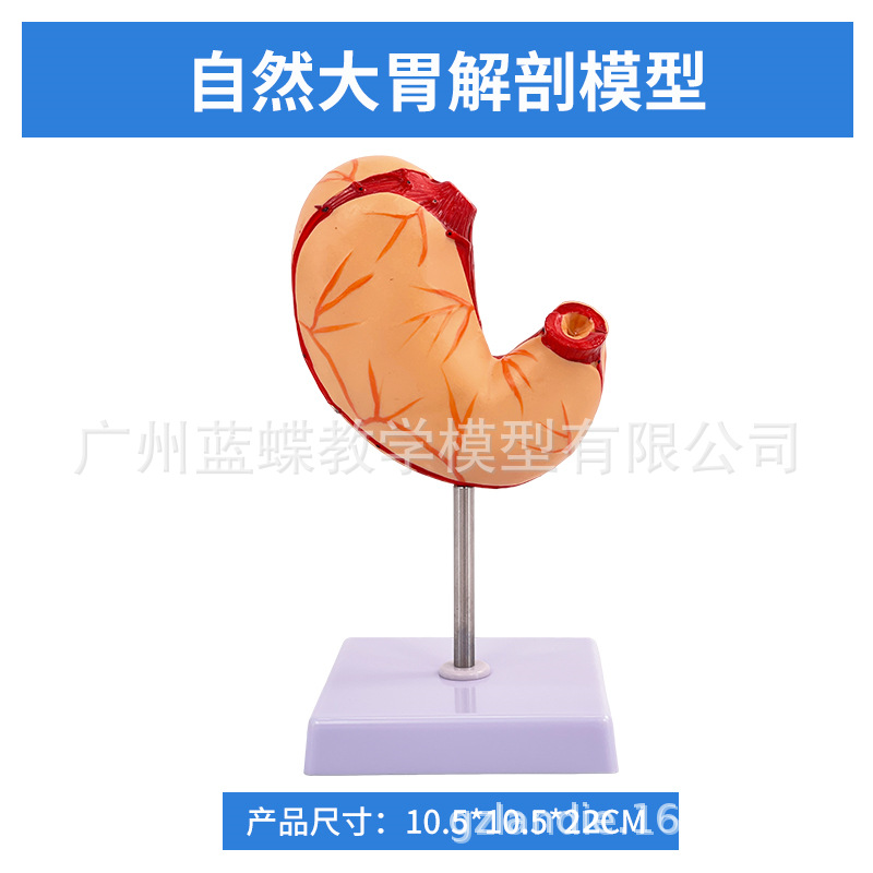 ��ѧ������������θ����ģ�� ��Ȼ��θģ�� θ���� θģ��θ����