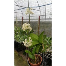 基地直销140#澳洲球兰 大花球兰 攀岩蔓生植物藤本开花盆栽花卉