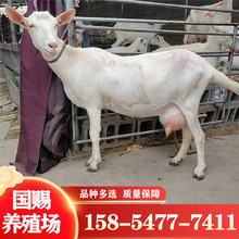薩能奶山羊每天產12斤奶的母羊養殖場二胎白山羊帶崽出售紅鹿奶羊