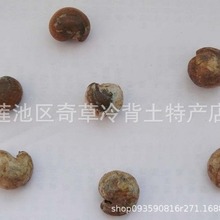 �R����,̫��,���^�u,���l��ș�İ׻��˿�ֲ���R���ƵķN��