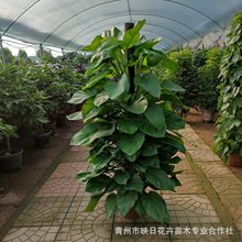 ���ӾG�}���Ի������l ���~�G�}�����҃����� �͏d�����՚��k����