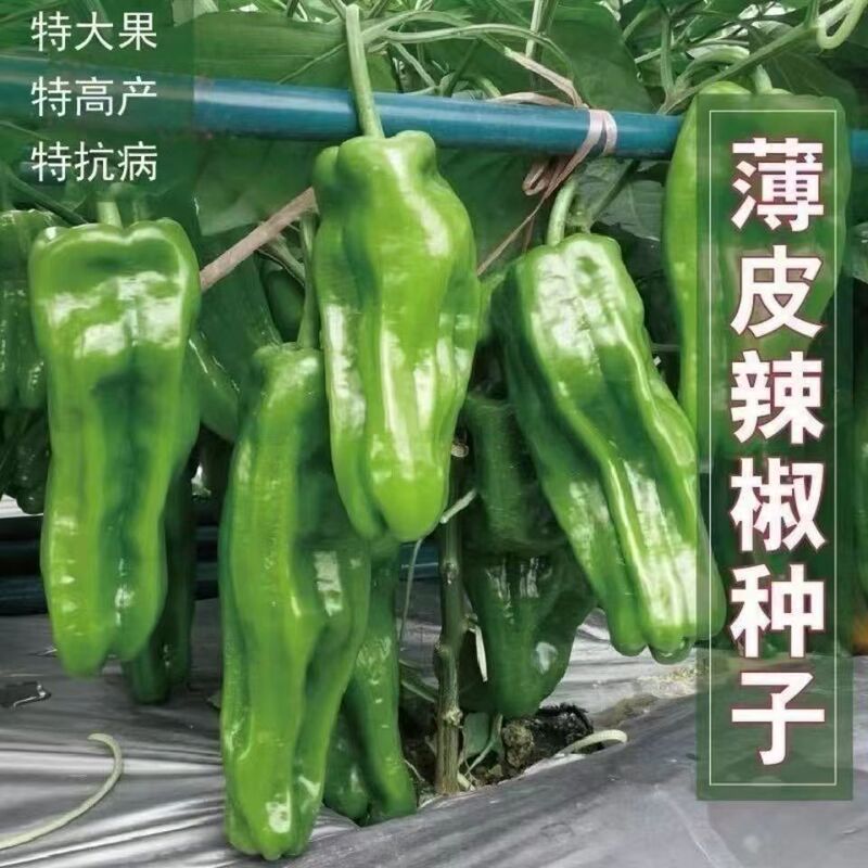 Thin-Skinned Pepper Seeds, Medium-Early Maturing, Large-Fruited, Wrinkled-Skinned Peppers, Spicy, Fresh and Crispy, Four-Season Sowing Vegetable Seeds