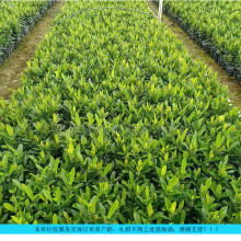 С�~���������Ի���ֱ���͕��ͺ��@�־G�����������󃞻�