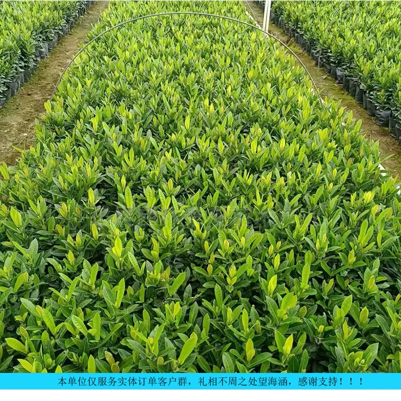 Прямые поставки от питомника малолистной бугенвиллии для солнцестойких и засухоустойчивых ландшафтных проектов с оптовыми скидками.