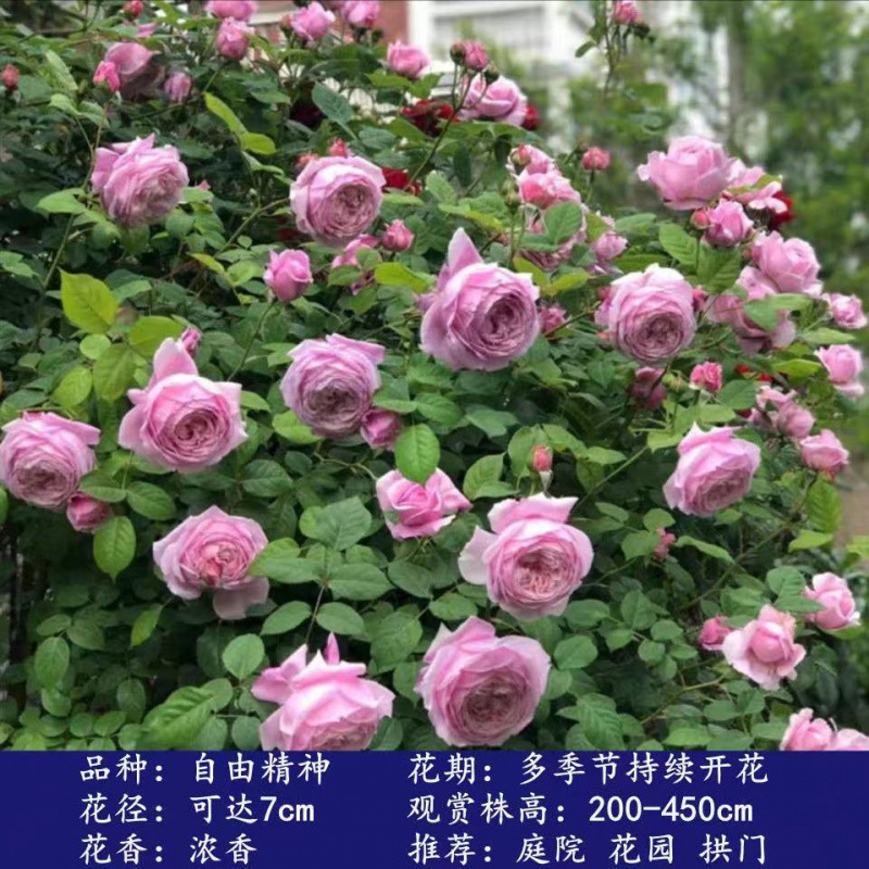 Flores de gran pila de rosas de rosa de temporada vieja, plantas de patio fragrantes, flores de balcón, flores de flores de rosa de rosa en todas las estaciones image 21