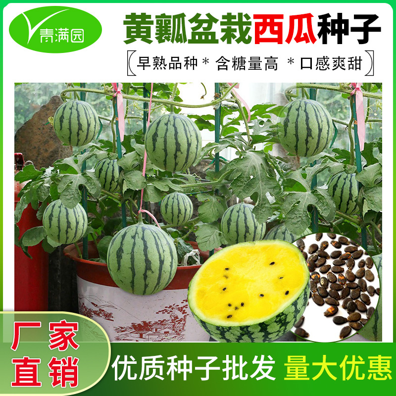 批发黄瓤小西瓜种子超甜黄心绿皮西瓜种籽菜园阳台盆栽水果种子籽