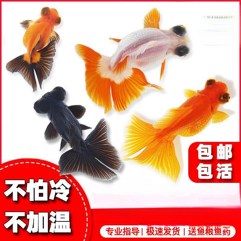 Live Goldfish, Live Fish, Ornamental Fish, Small Freshwater Fish, Easy to Raise, Cold Water Fish, Fish Fry, Beginner-Friendly Small Goldfish, Ranchu Koi