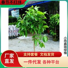 һ�����l�ļ��_�����m������ֲ���҃��S���m�����m�������Ϙ�����