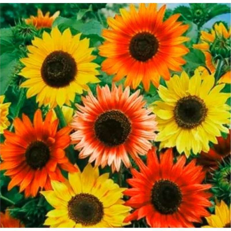 Semillas de girasol, semillas de flores de cuatro estaciones, jardín interior y exterior, balcón para ver semillas de flores ornamentales