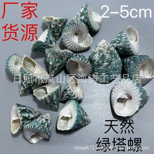Green Tower Snail Landscaping Conch Drift Bottle Fish Tank Various Decorative Materials Mediterranean Wholesale Shell Micro Landscape
