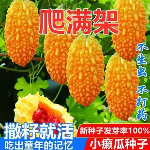 С�|�ϷN��ه���ѽ����С�]���S��С��ϷNԭ�b�ļ��߲˷N�Ӵ�ȫ