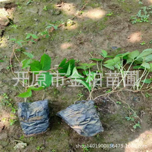 爬山虎攀爬植物树苗五叶地锦杯苗庭院简约中式绿化三叶地锦小苗