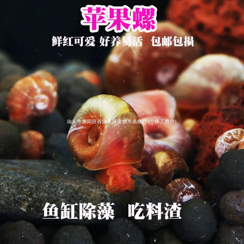 Инструмент для удаления водорослей от улиток Apple, инструмент для чистки аквариума от улиток, удаление водорослей от улиток, черепаха, зебра, рыба с головой собаки, живая корма для домашних животных