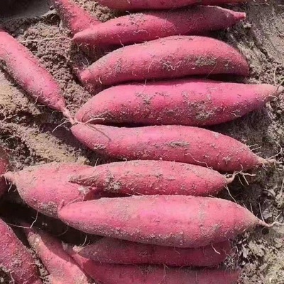 fresh sweet potato Sand Chinese chestnut Vegetables 2/5/1 Sweet potato Sweet potato Trade price snack